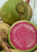 flavorista_watermelonradish_deliciousorganics