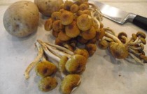 mushroompotatogratin