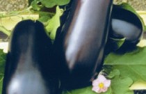 johnnys_seeds_eggplant